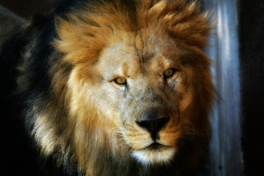 A majestic lion with a full, golden mane gazes intently. The lighting highlights the textured fur and intense expression of the lion's face against a dark background.