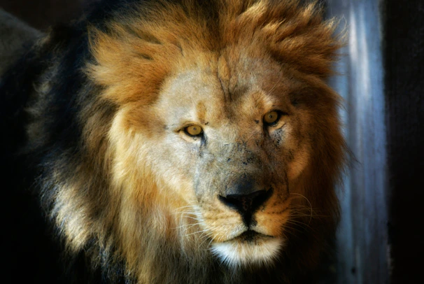 Close-up of a majestic lion's face with intense eyes, captured in warm natural light.