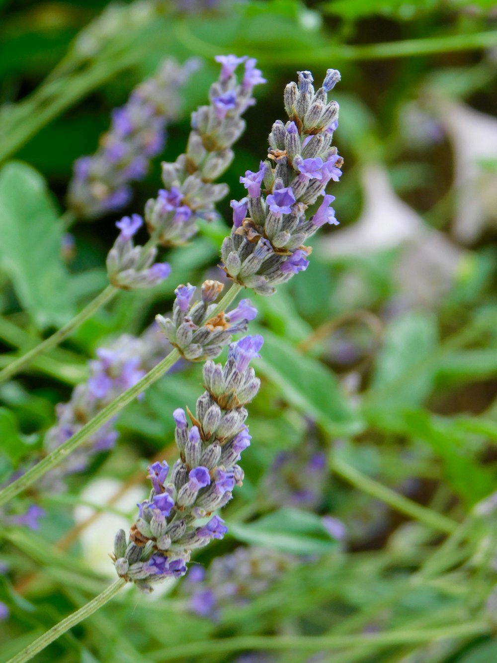 a close up of a plant with purple flowers