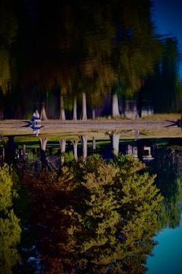 A reflection of a row of trees is visible on a body of calm water, creating an upside-down illusion. On the shoreline, two people can be seen sitting on a bench, and lush green grass surrounds the area. The image captures a natural and serene environment, with the clear sky blue and vivid foliage colors reflecting on the water surface.