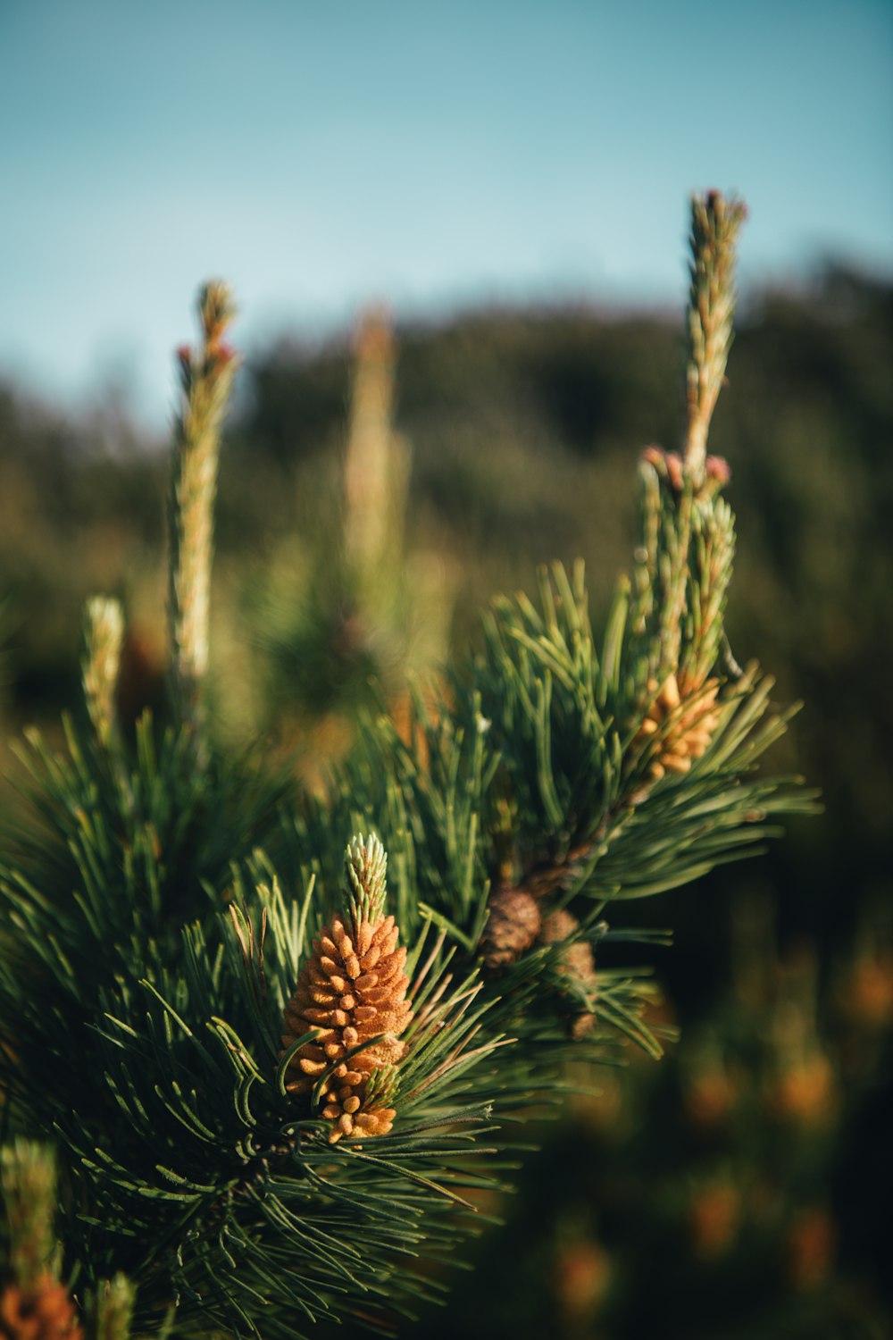 a close up of pine cones on a pine tree