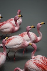 A colorful logo of The Pink Flamingo Club Inc featuring a flamingo.