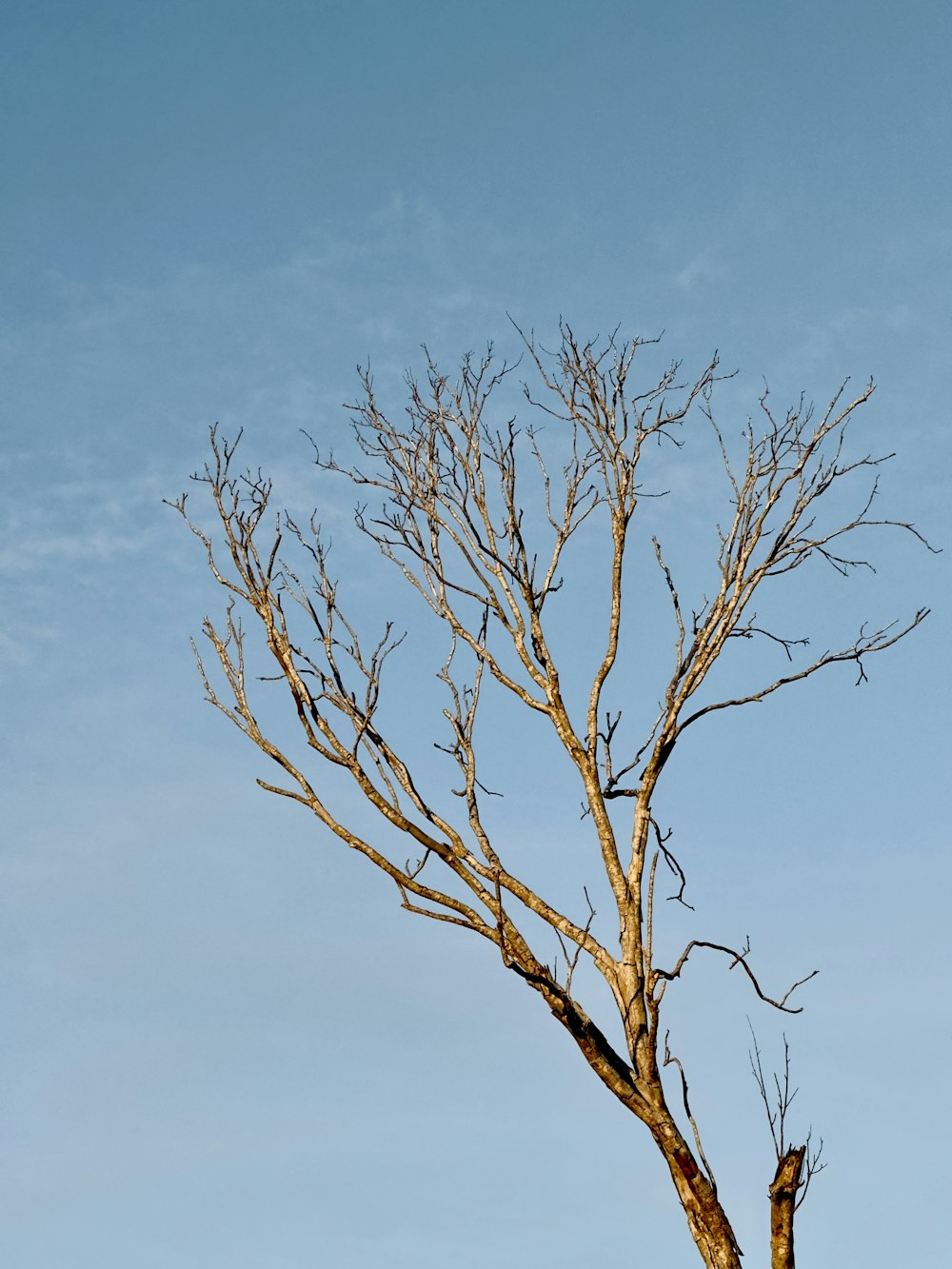 a bare tree with no leaves against a blue sky