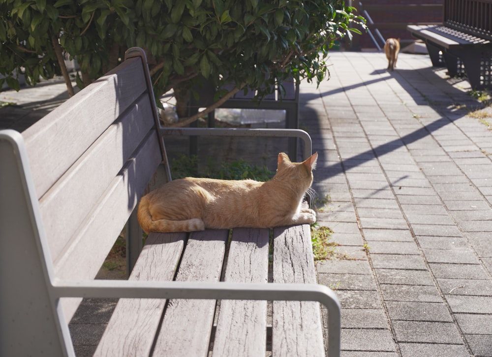 an orange cat laying on a wooden bench