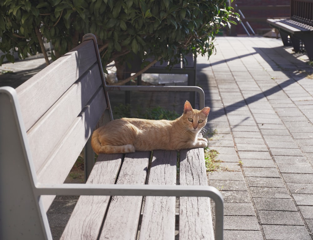 an orange cat laying on a wooden bench