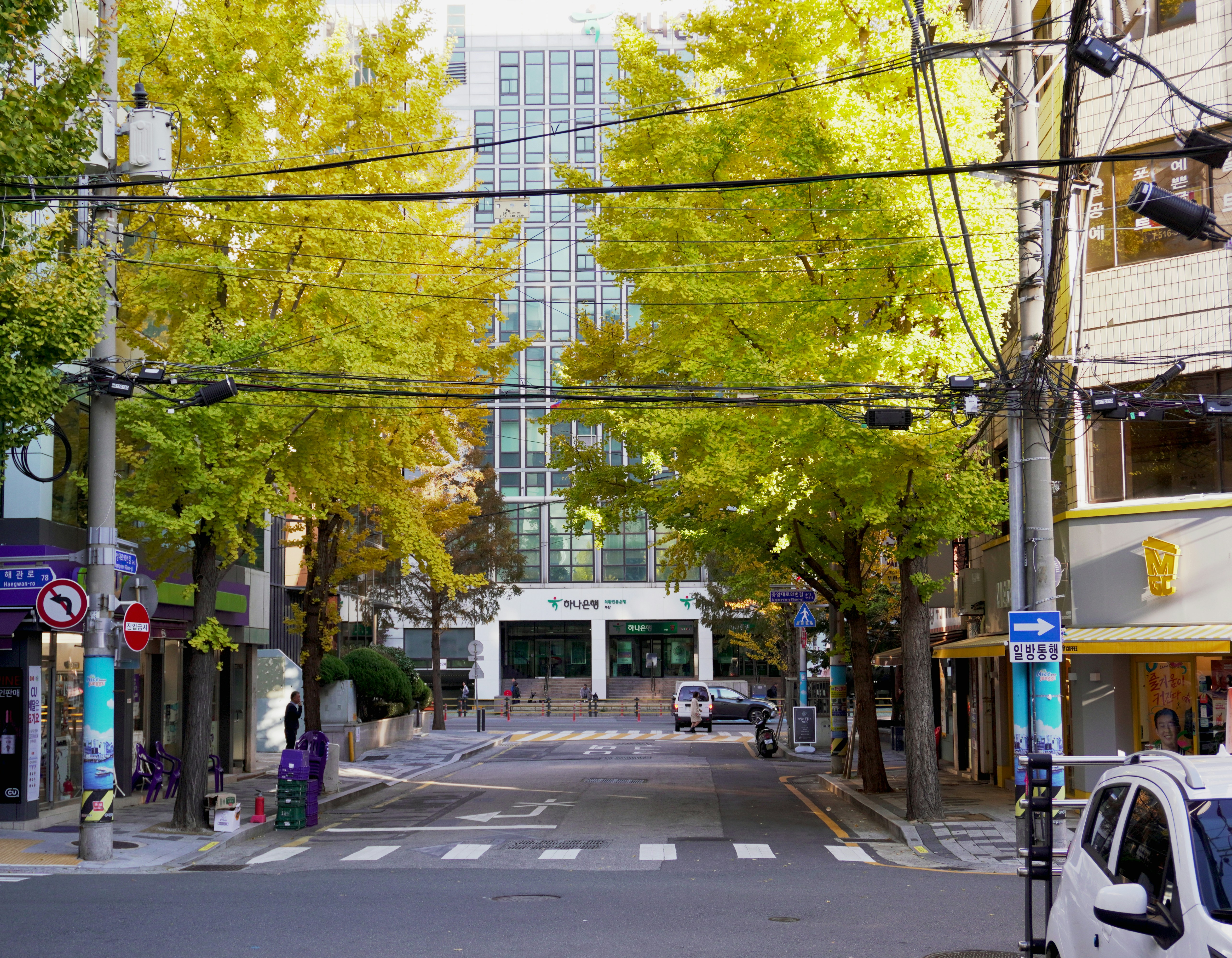 A city street lined with tall buildings and trees photo – Free 대한민국 부산 ...