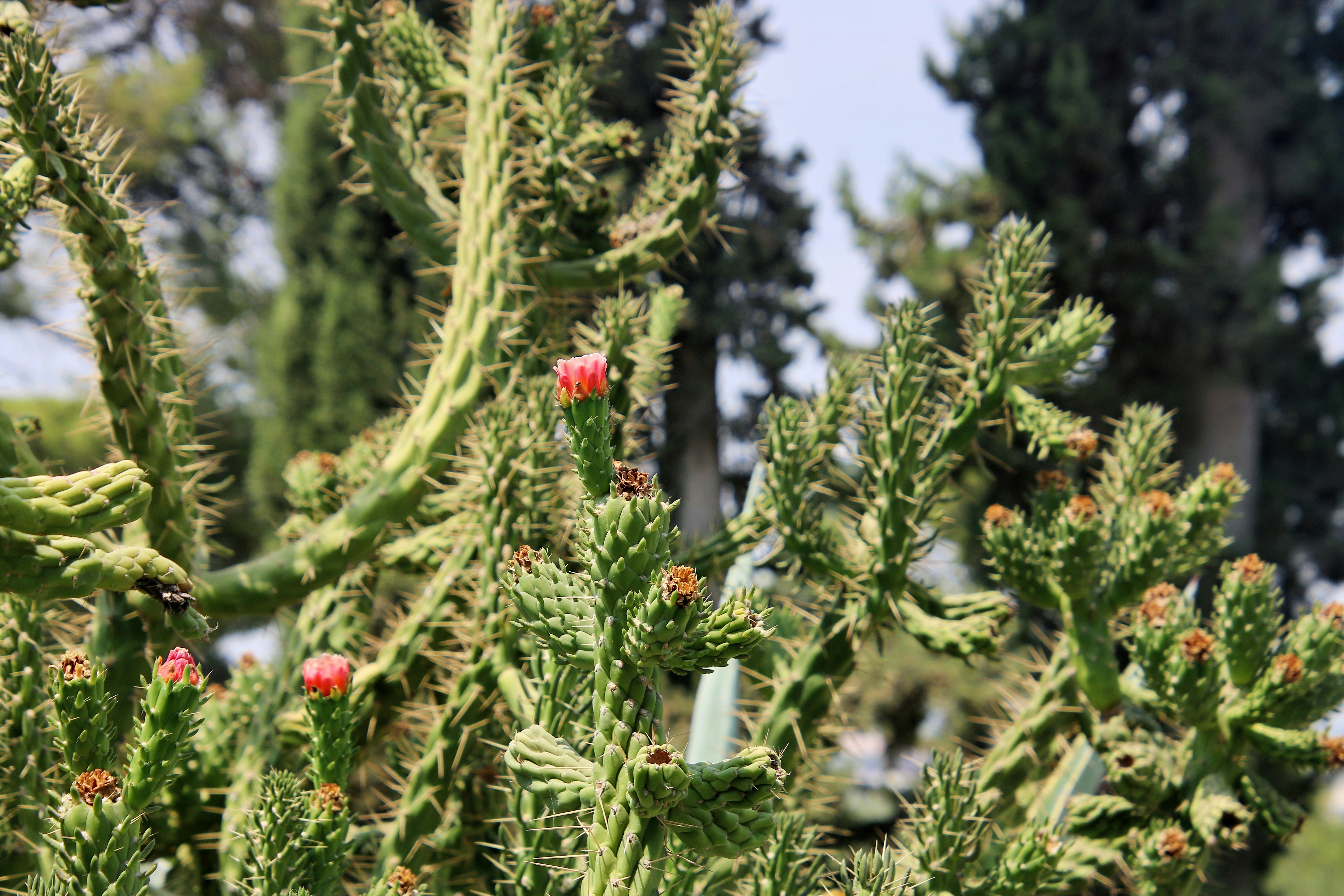 a close up of a cactus plant with red flowers
