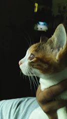 A veterinarian gently examining a rescued cat in a bright clinic.