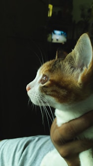 A close-up profile of a cat with white and orange fur, being gently held by a person. The cat's eyes are wide open, and it appears to be gazing towards something. The background is dimly lit, with a small portion of a TV screen visible.