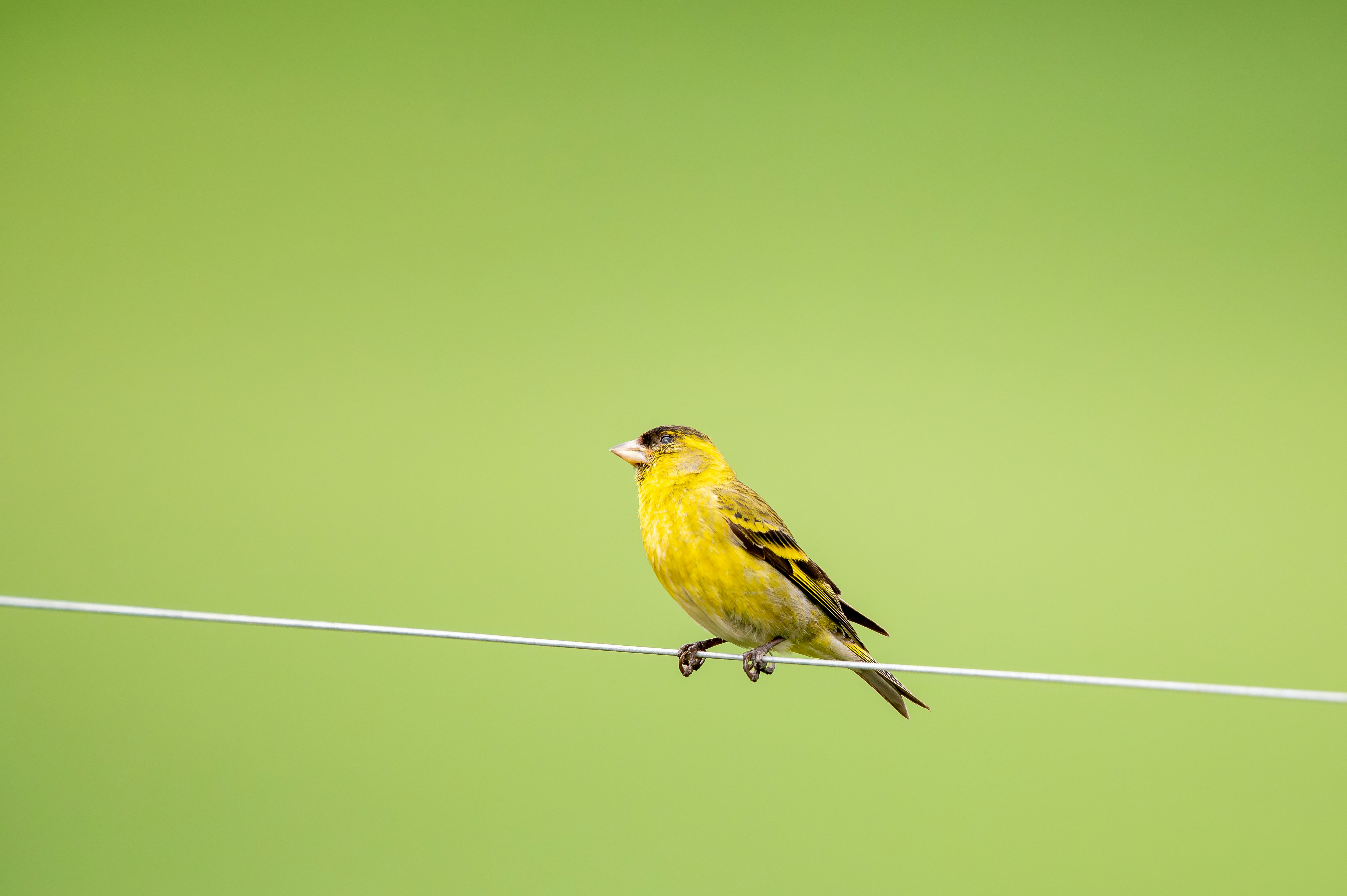 a small yellow bird sitting on a wire