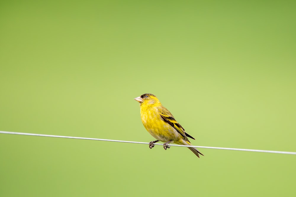 a small yellow bird sitting on a wire