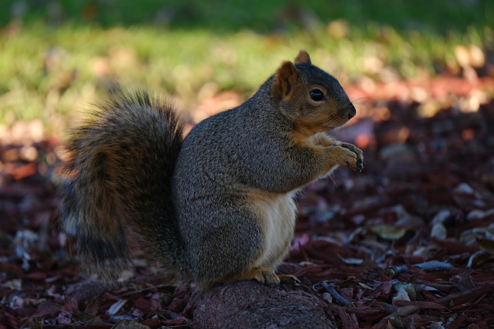 un écureuil assis sur un tas de feuilles