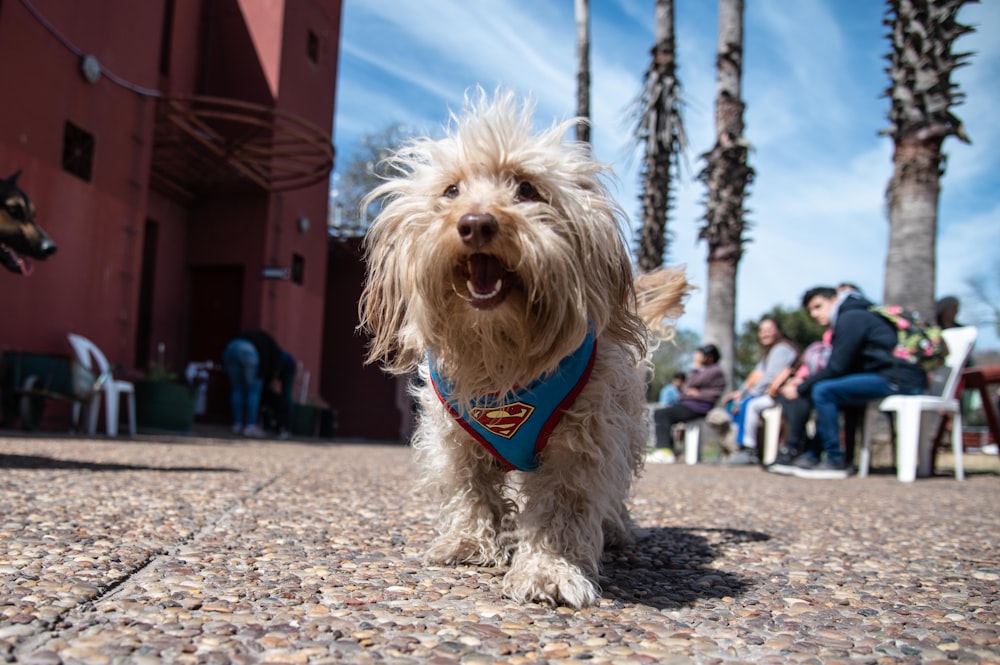 a small dog wearing a blue bandana