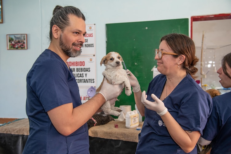 Veterinarian giving a puppy a checkup