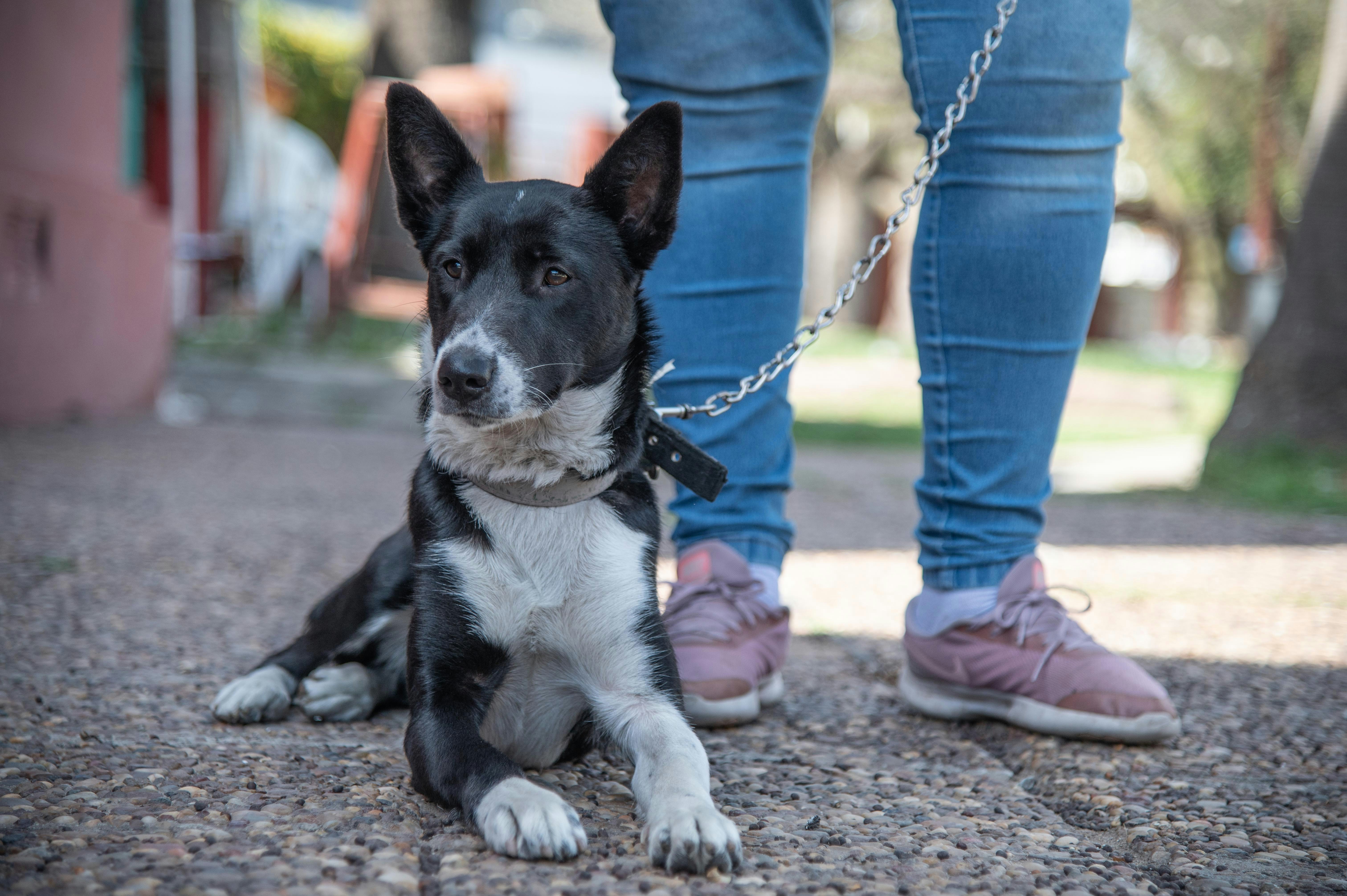 a black and white dog sitting on the ground next to a person