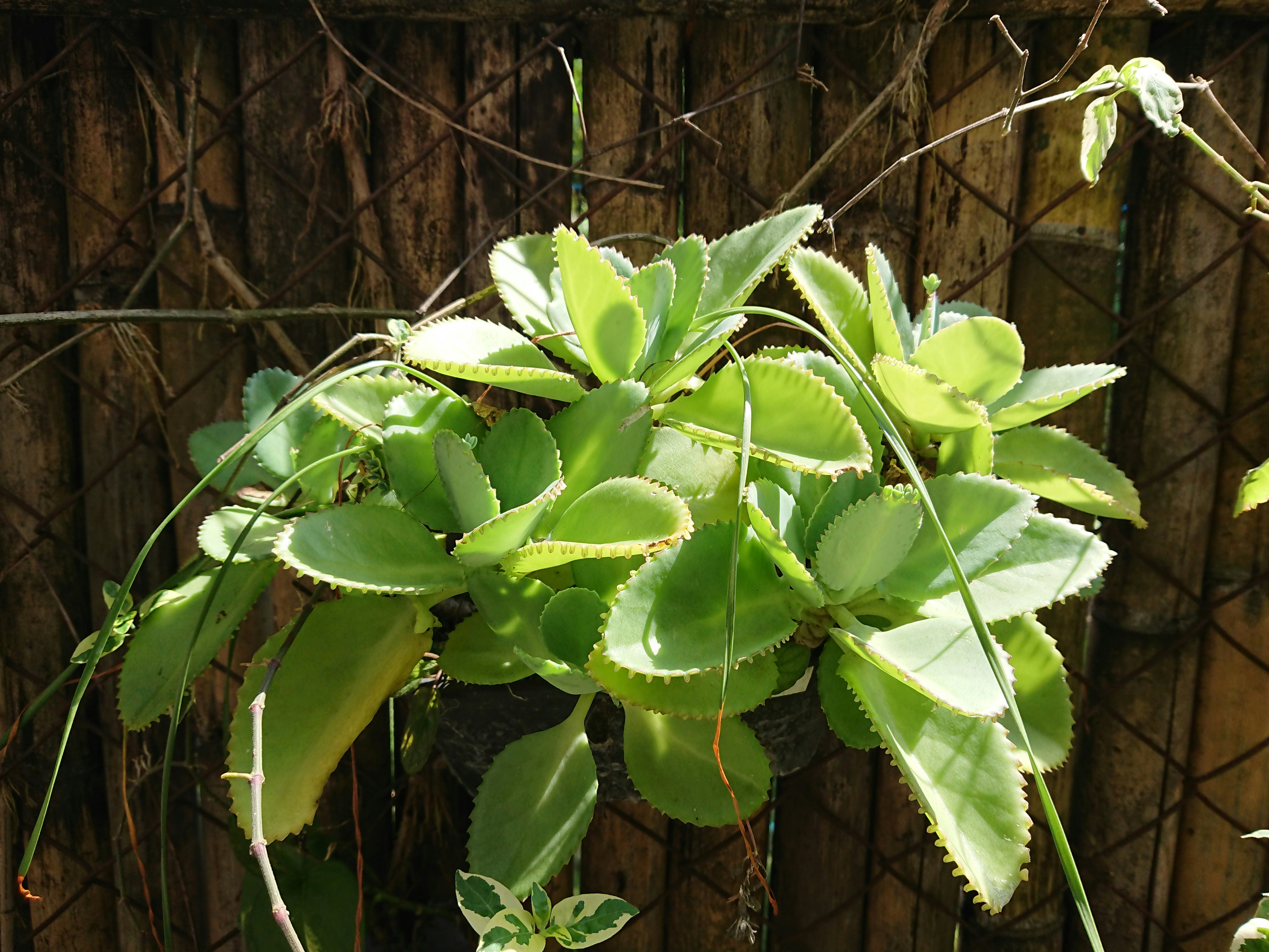 um close up de uma planta em uma cerca