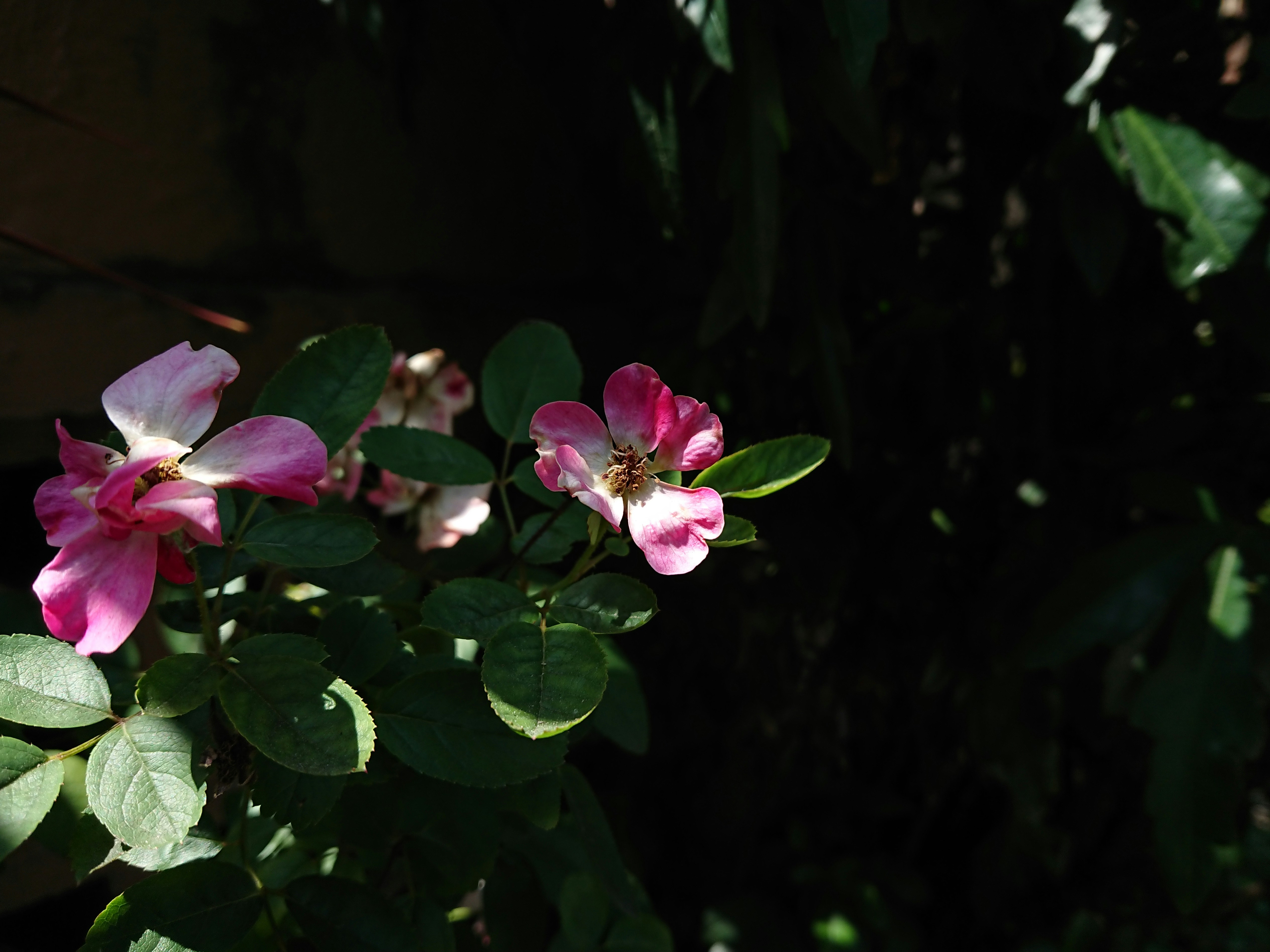um close up de uma flor rosa em um arbusto