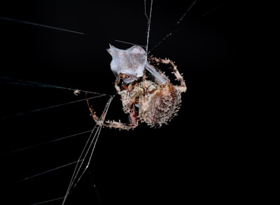 A close-up of a spider caught in a sticky trap placed in a dark corner of a garage.