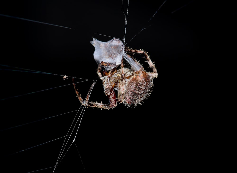 a close up of a spider on a black background