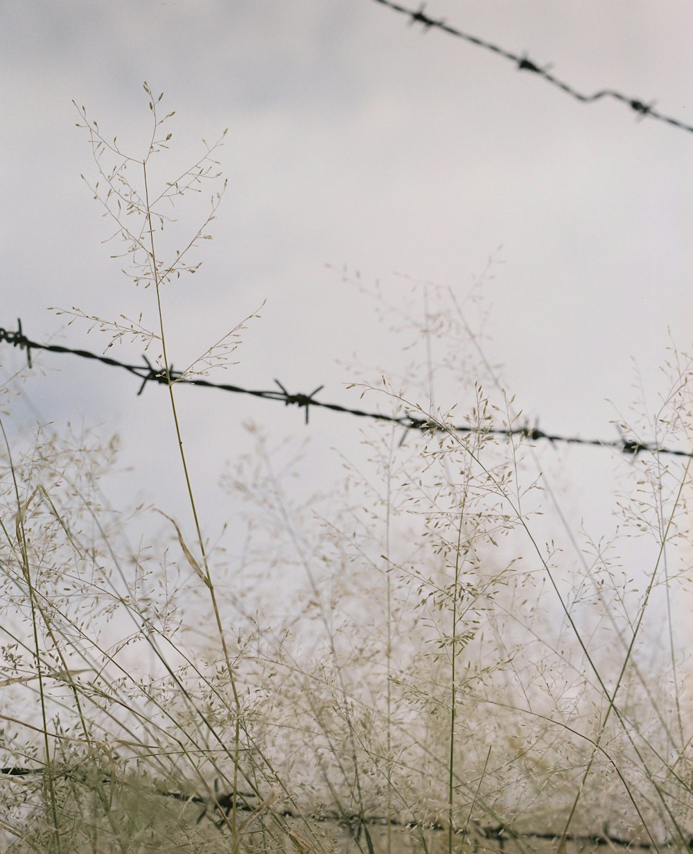 a close up of a barbed wire fence