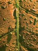 Macro shot revealing intricate patterns on a dewy leaf surface.