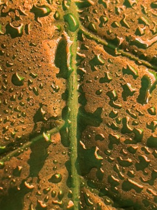 Macro shot revealing intricate patterns on a dewy leaf surface.