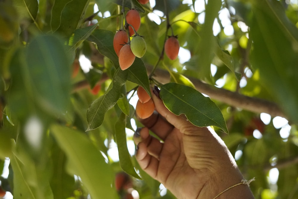 a hand reaching up to pick berries from a tree