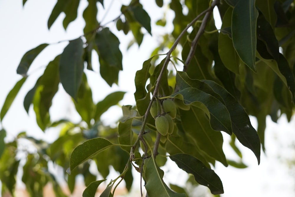 a close up of a tree branch with leaves