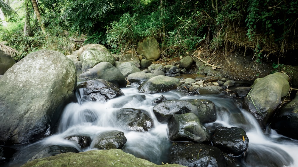 a stream running through a lush green forest