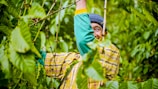 a man standing in the middle of a lush green forest