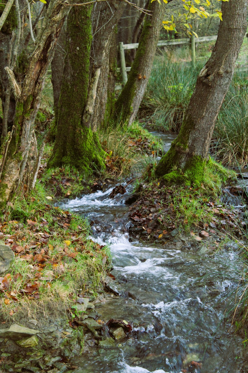 un arroyo que corre a través de un bosque lleno de árboles