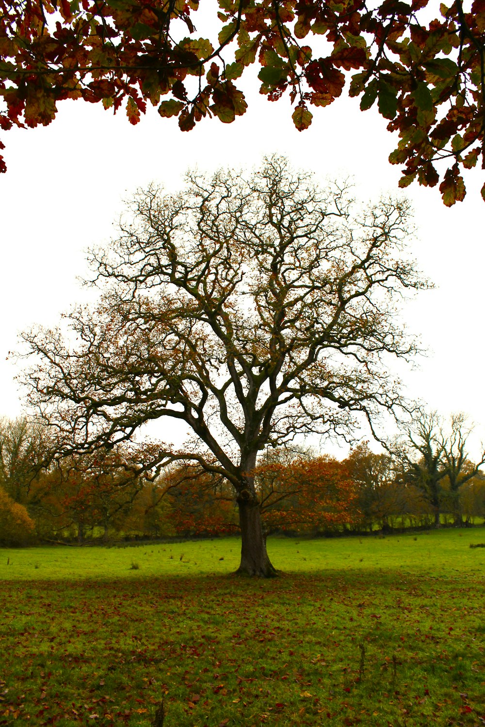 a tree in a field with leaves on the ground