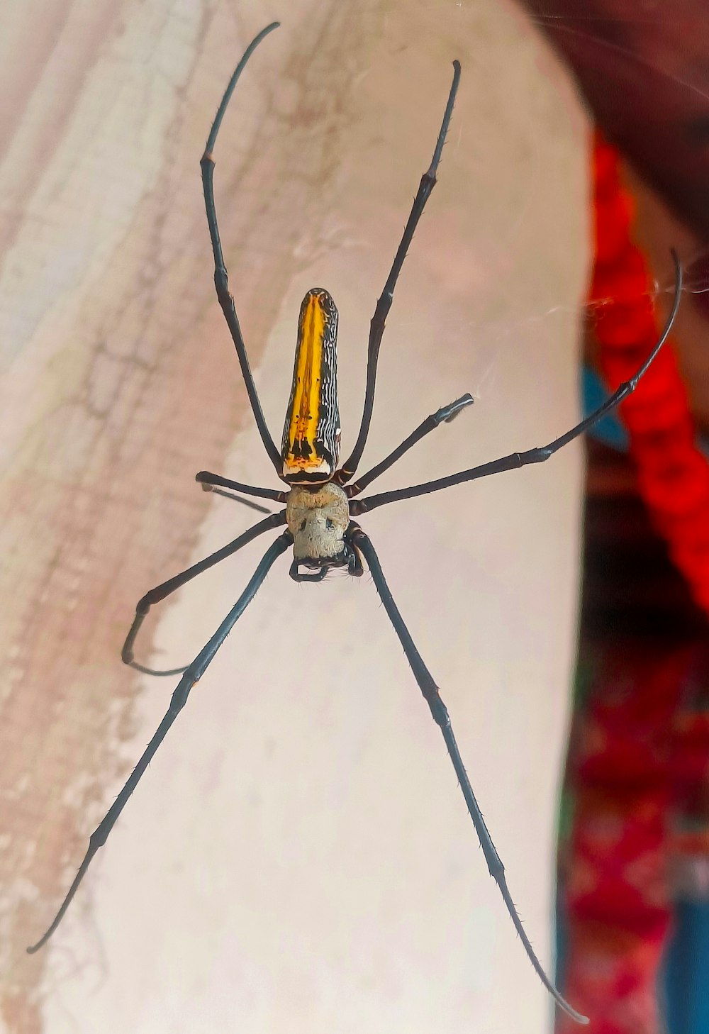 a close up of a spider on a wall