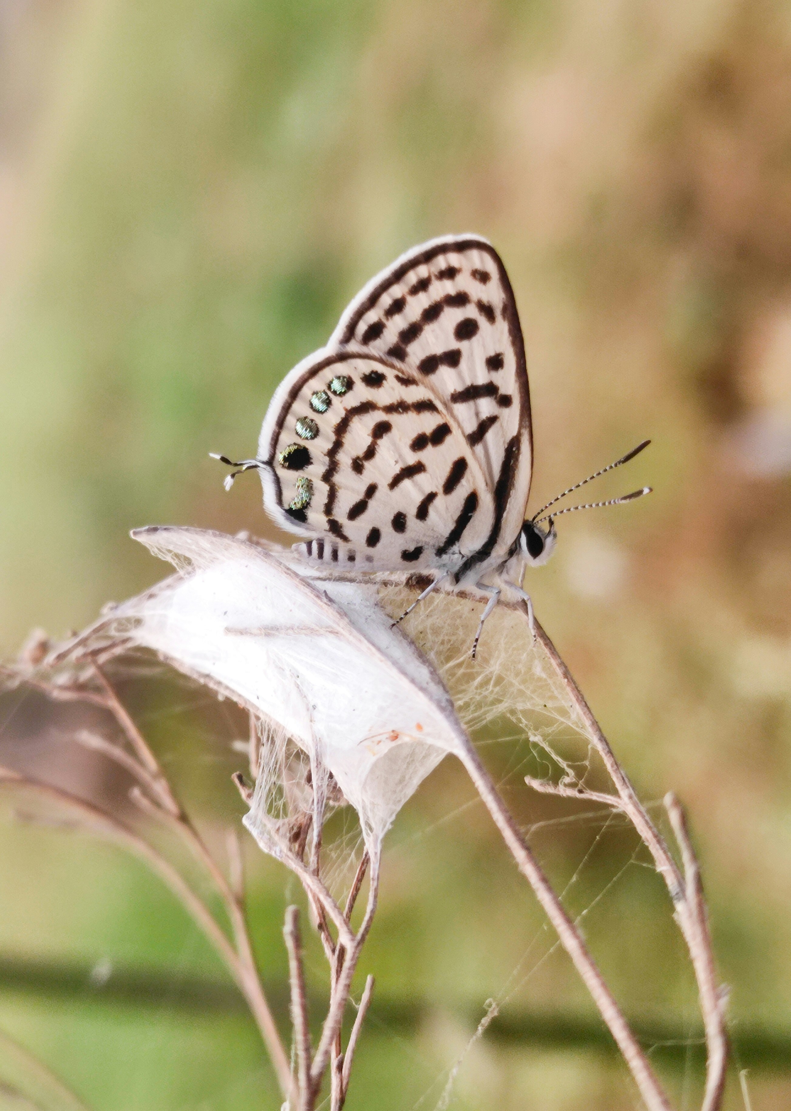 Two butterflies sitting on top of a white flower photo – Free Butterfly ...