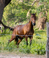 A serene horse standing calmly in a lush green field during a sunny day.