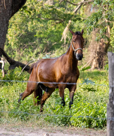 A serene horse standing calmly in a lush green field during a sunny day.