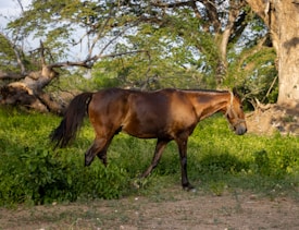 A brown horse walks gracefully through a lush, green landscape with tall trees in the background. The sunlight casts a warm glow on the horse's coat and the surrounding foliage.