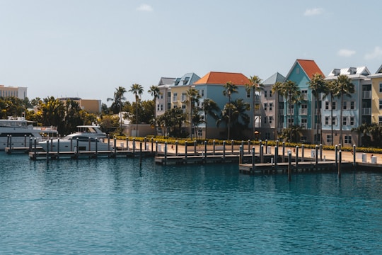 a marina with boats docked and palm trees in the background