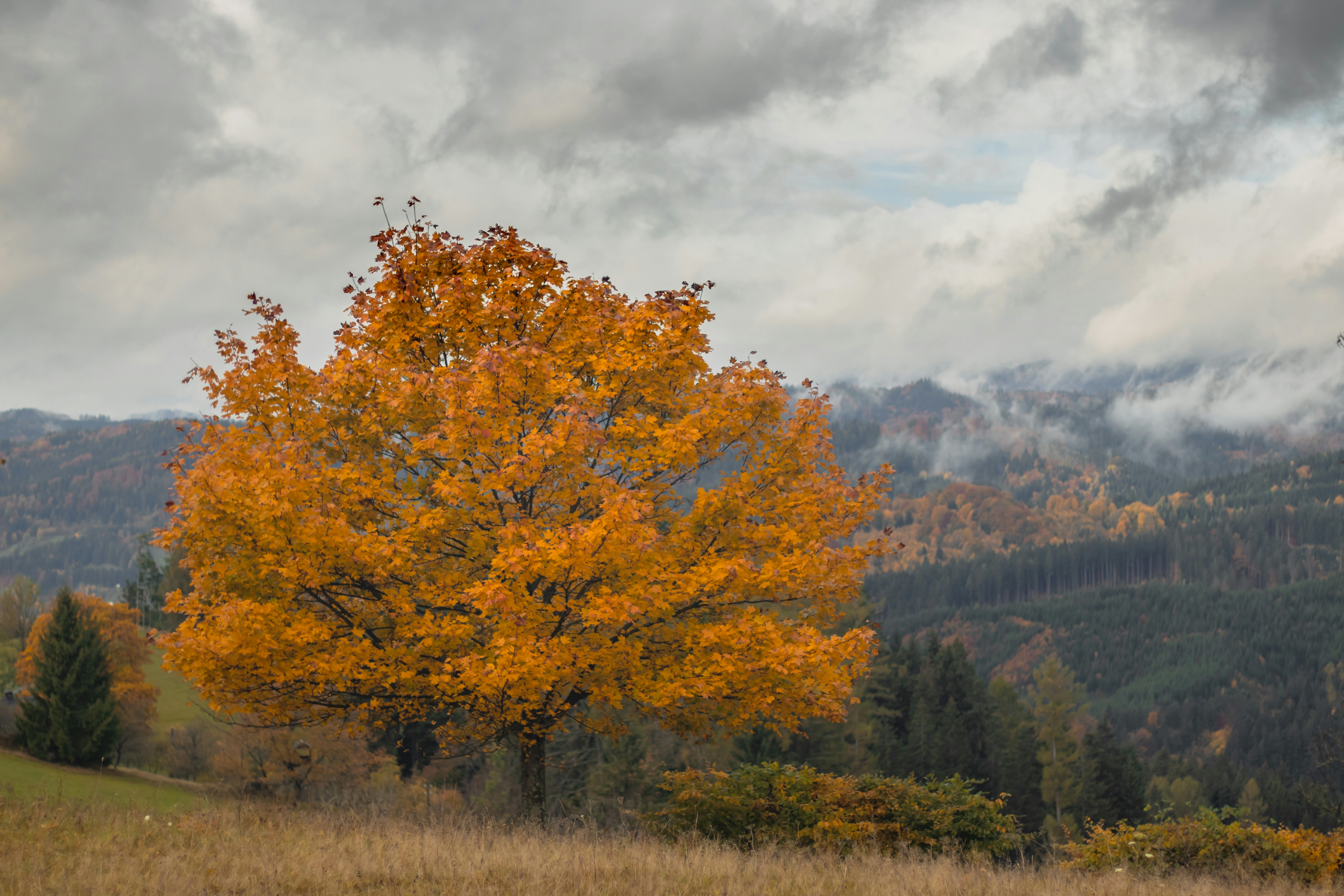 산을 배경으로 들판에 외로운 나무
