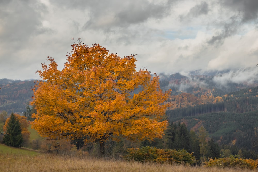 a lone tree in a field with mountains in the background