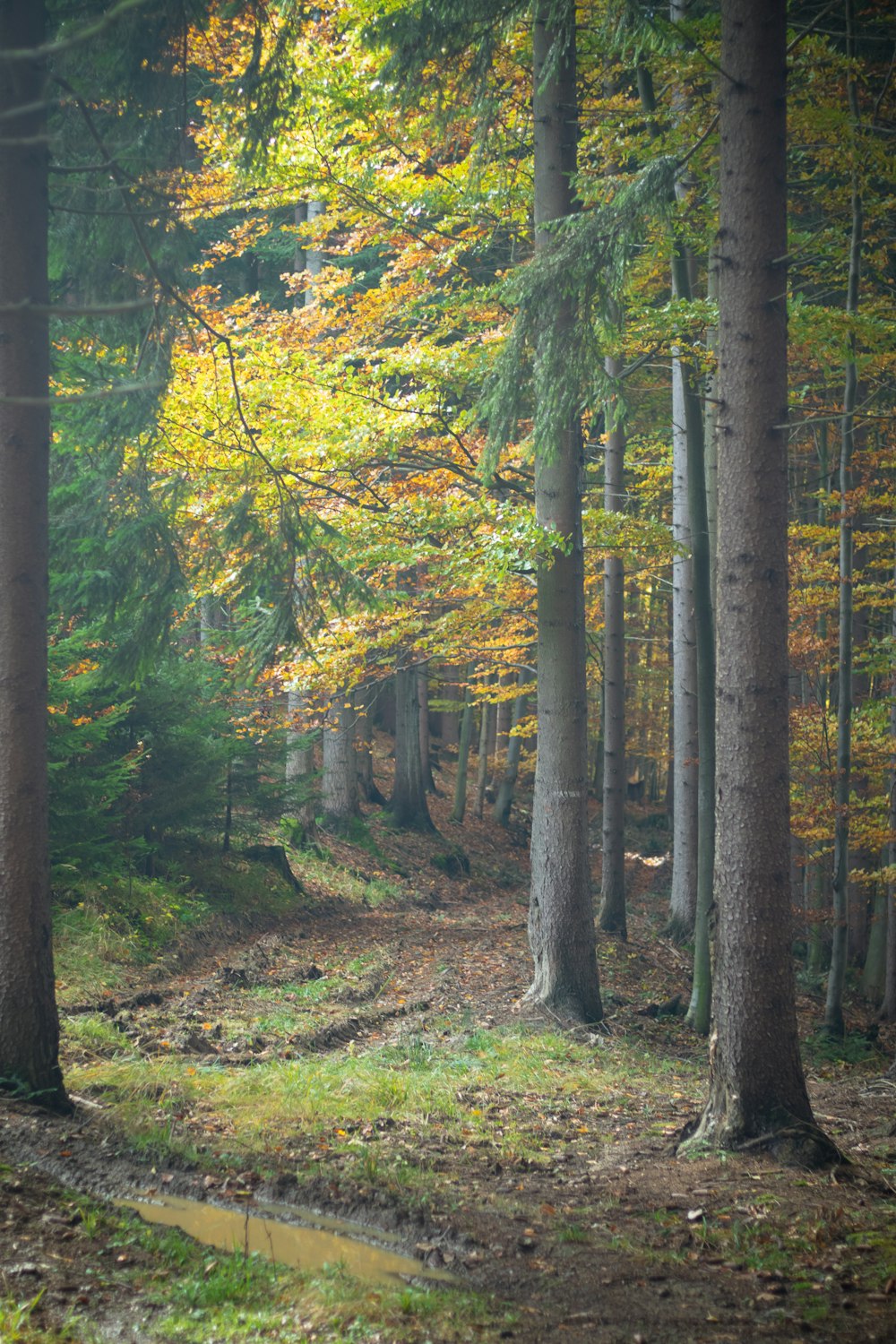 a forest filled with lots of tall trees