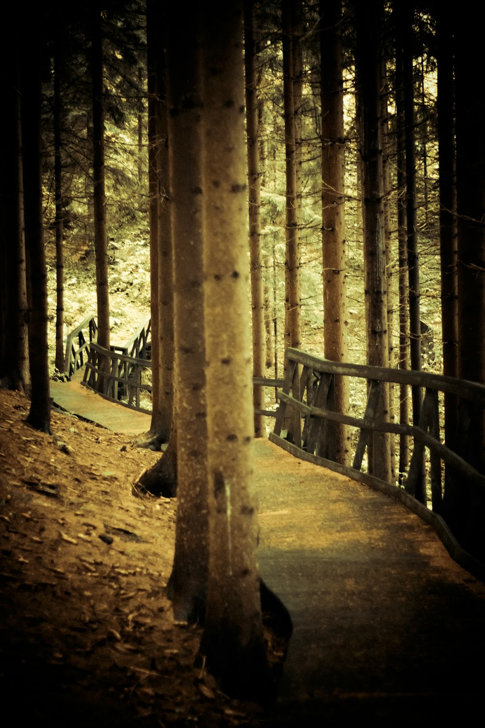 a wooden walkway in a forest with trees