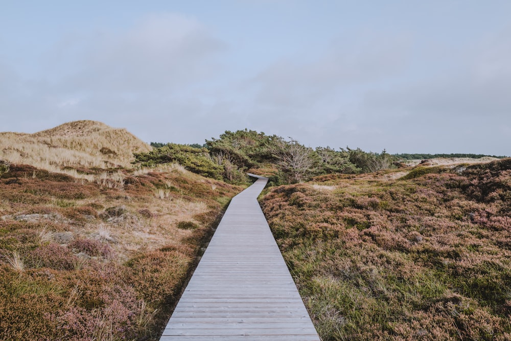 a wooden walkway in the middle of a grassy area