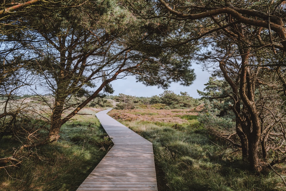 a wooden path through a forest with lots of trees