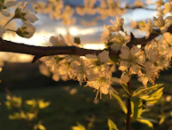 A close-up of kanikkonna blossoms, their golden petals catching the sunlight in a festive display.