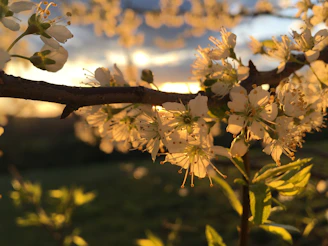 A close-up of kanikkonna blossoms, their golden petals catching the sunlight in a festive display.