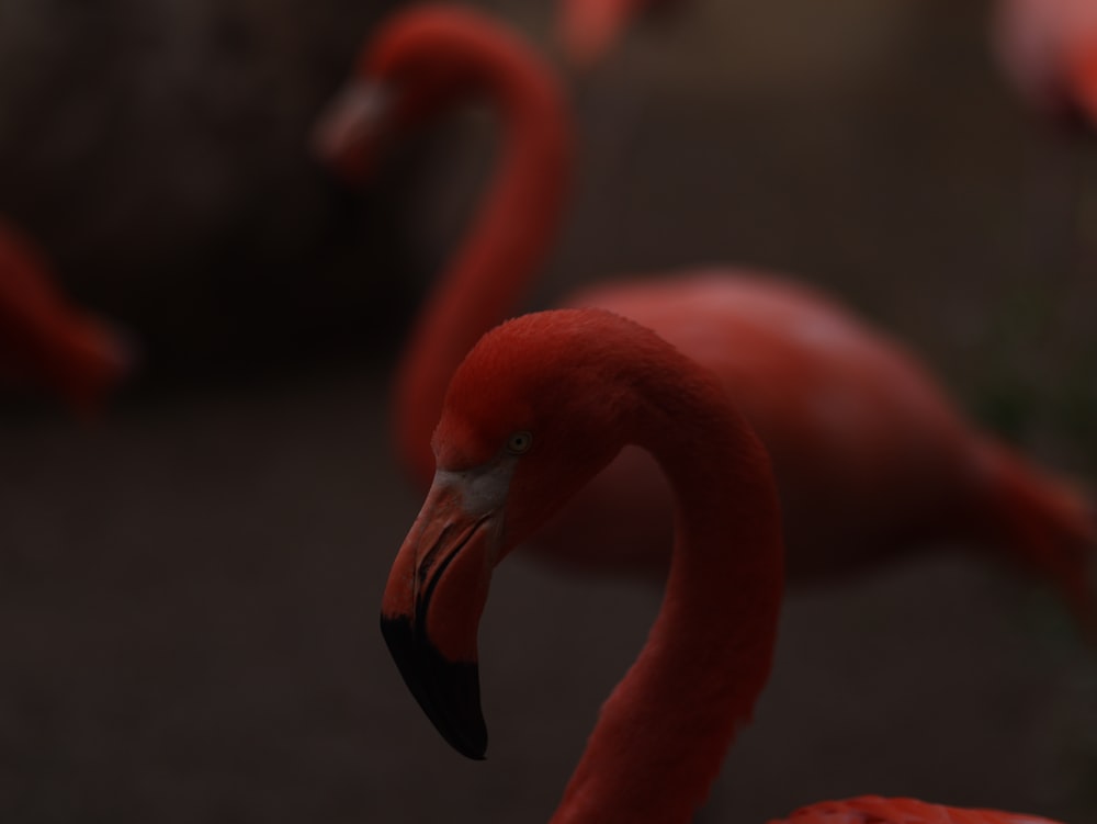 a group of pink flamingos standing next to each other