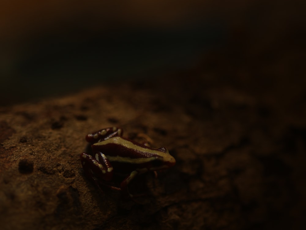 a small insect sitting on top of a rock