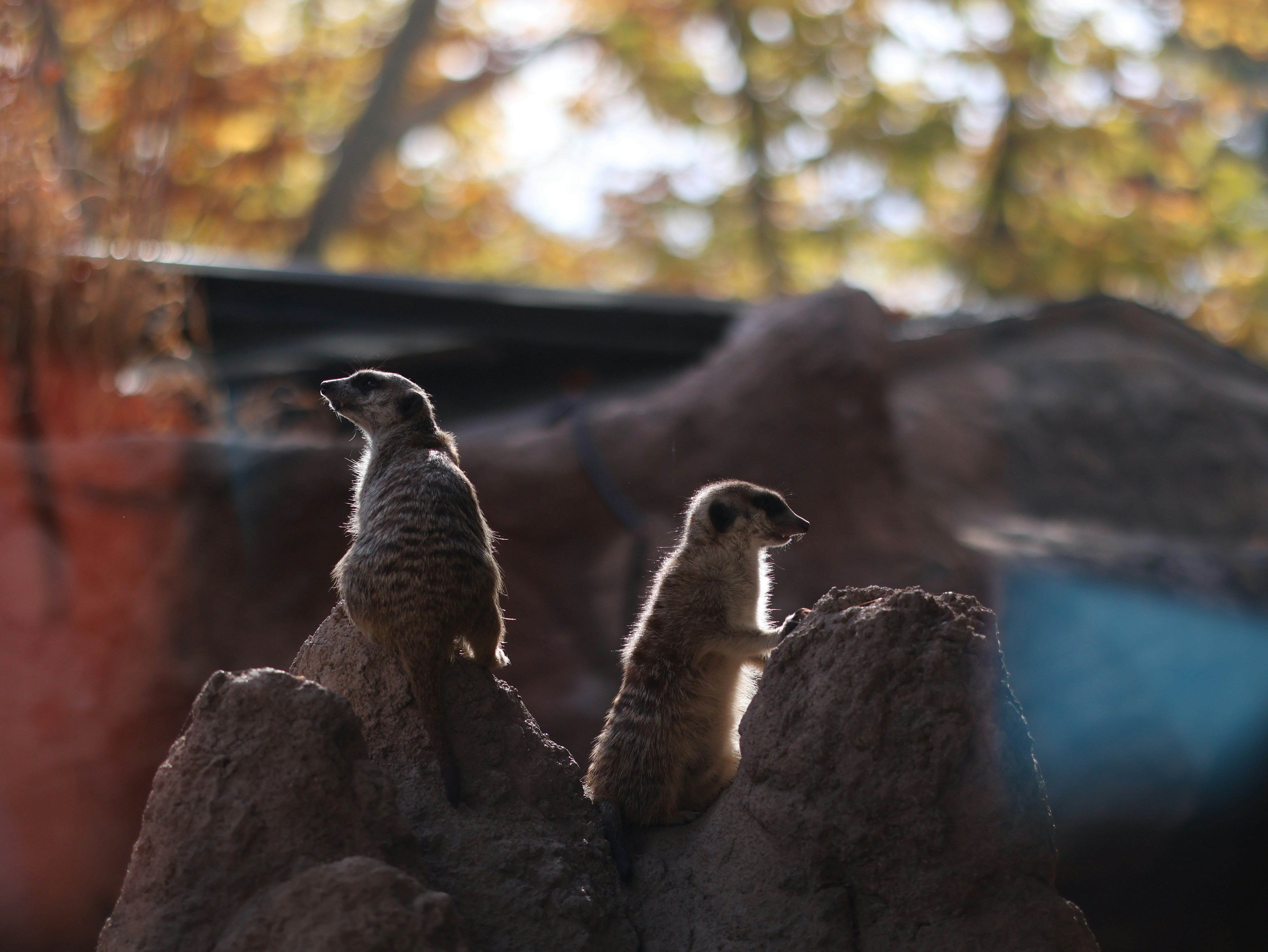 deux petits suricates debout au sommet d’un rocher