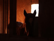 A silhouette of a horse inside a dimly lit stable with a background of warm, earthy tones. The light highlights the horse's ears and mane against a partially illuminated background.